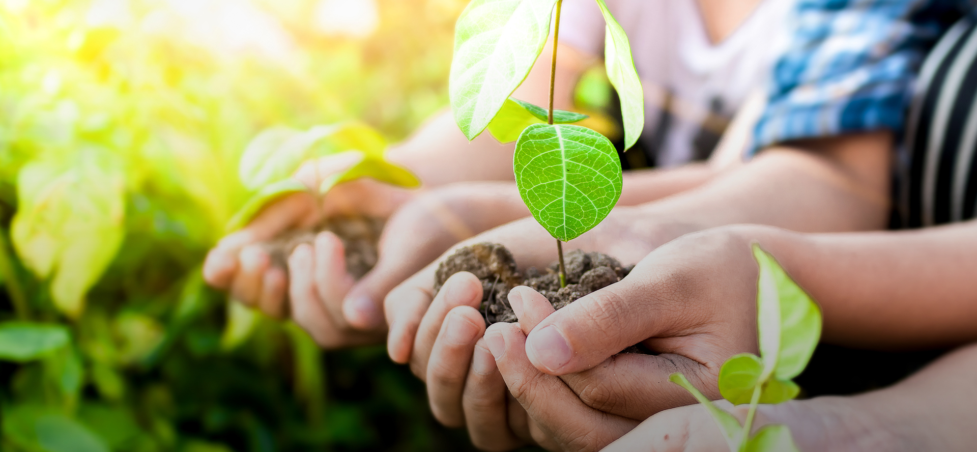 有機ゴミ処理システムALINの販売取次の株式会社4tree Corp.（フォーツリーコーポ）